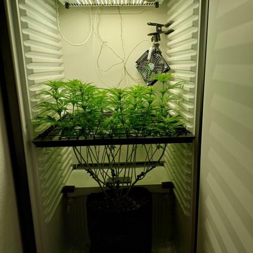 Pineapple Express. Week 8