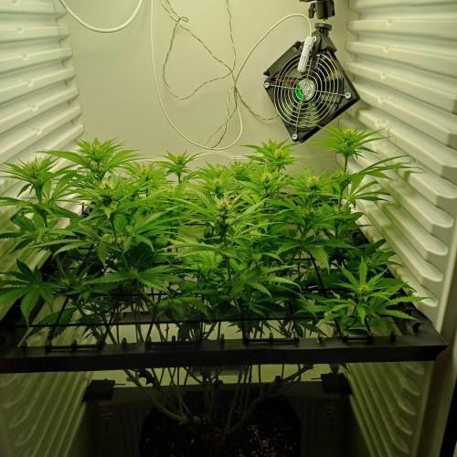 Pineapple Express. Week 8