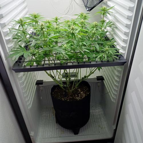 Pineapple Express. Week 9
