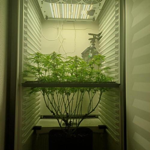 Pineapple Express. Week 9
