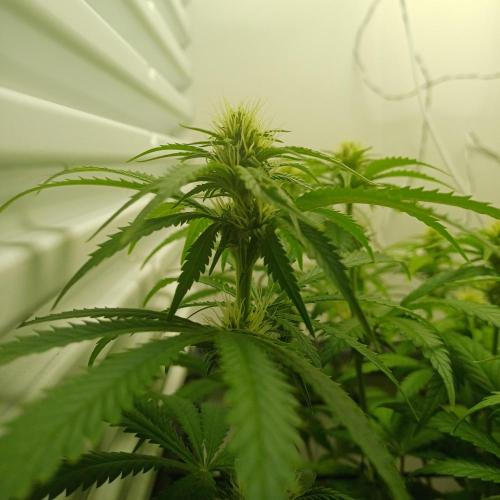 Pineapple Express. Week 9