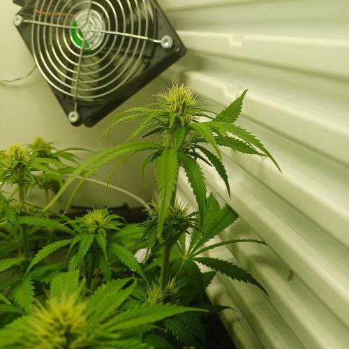 Pineapple Express. Week 9
