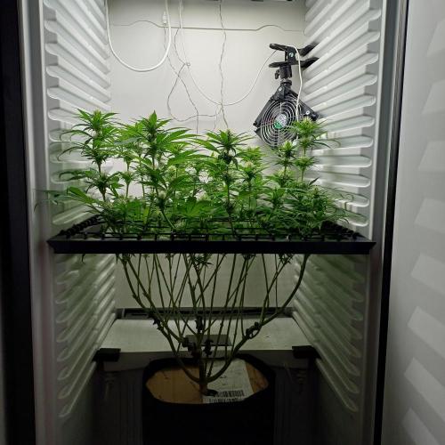 Pineapple Express. Week 9