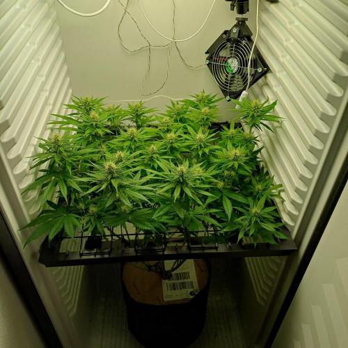 Pineapple Express. Week 9