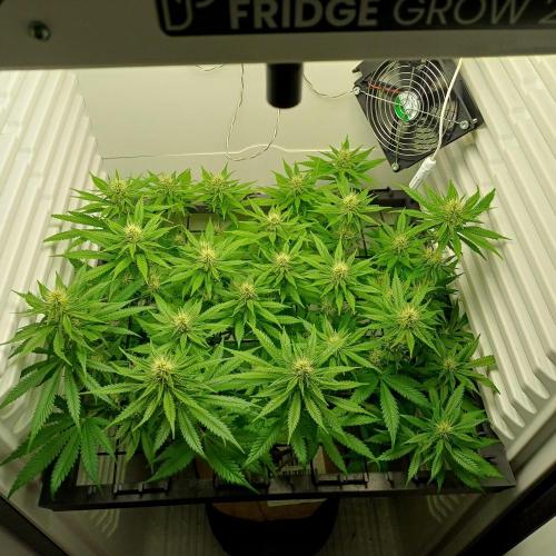 Pineapple Express. Week 9