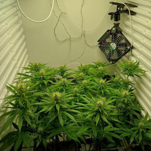 Pineapple Express. Week 9
