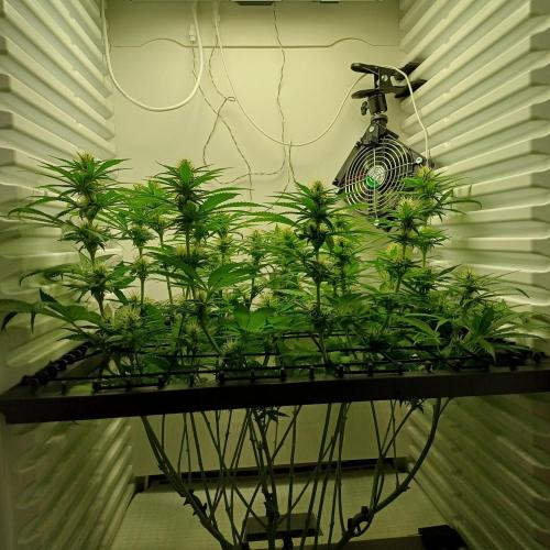 Pineapple Express. Week 9