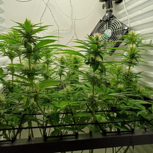 Pineapple Express. Week 9