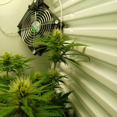 Pineapple Express. Week 9