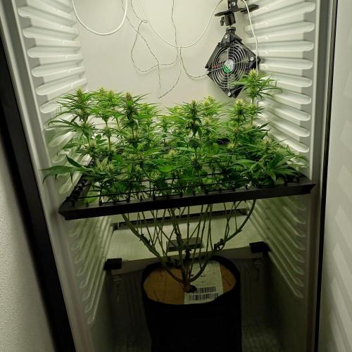 Pineapple Express. Week 10