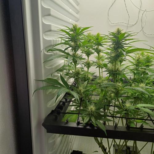 Pineapple Express. Week 10