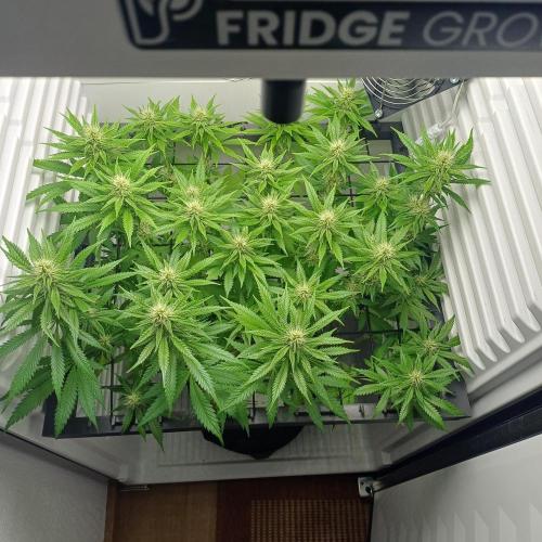 Pineapple Express. Week 10