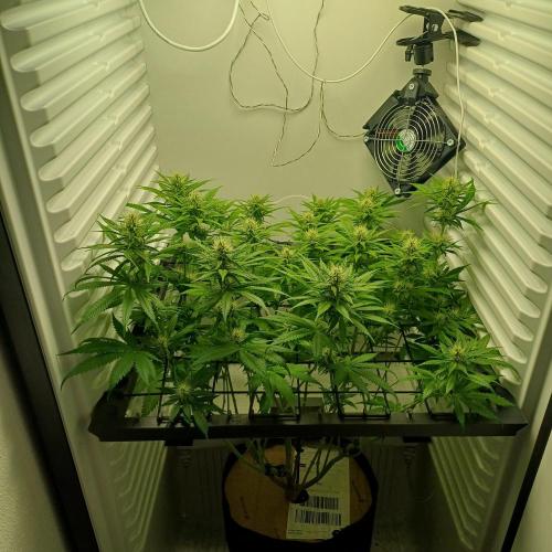 Pineapple Express. Week 10