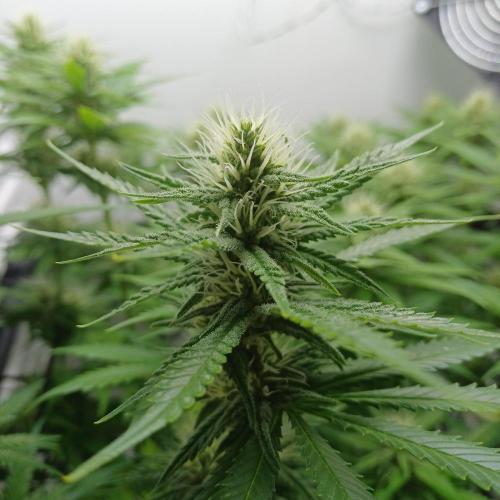 Pineapple Express. Week 10