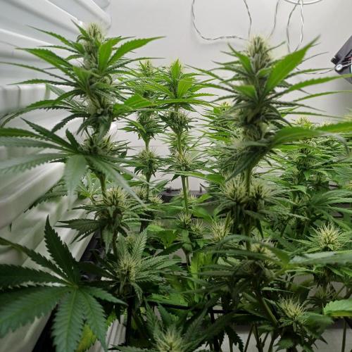 Pineapple Express. Week 10