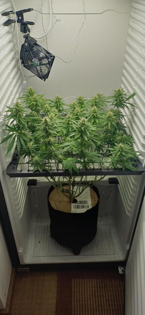 Pineapple Express. Week 10 - BT32
