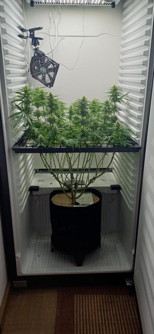 Pineapple Express. Week 10 - BT32
