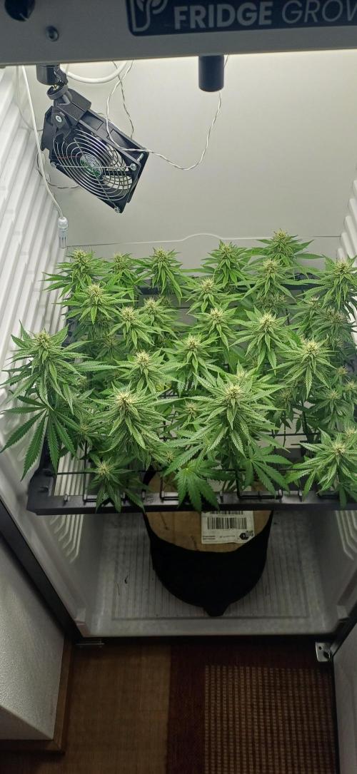 Pineapple Express. Week 10 - BT32