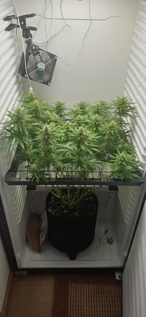 Pineapple Express. Week 11