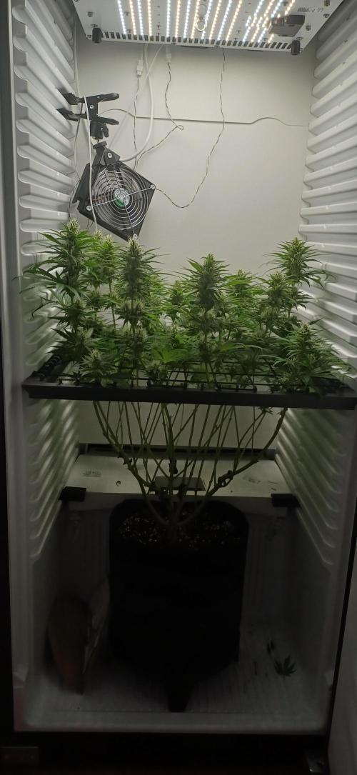Pineapple Express. Week 11