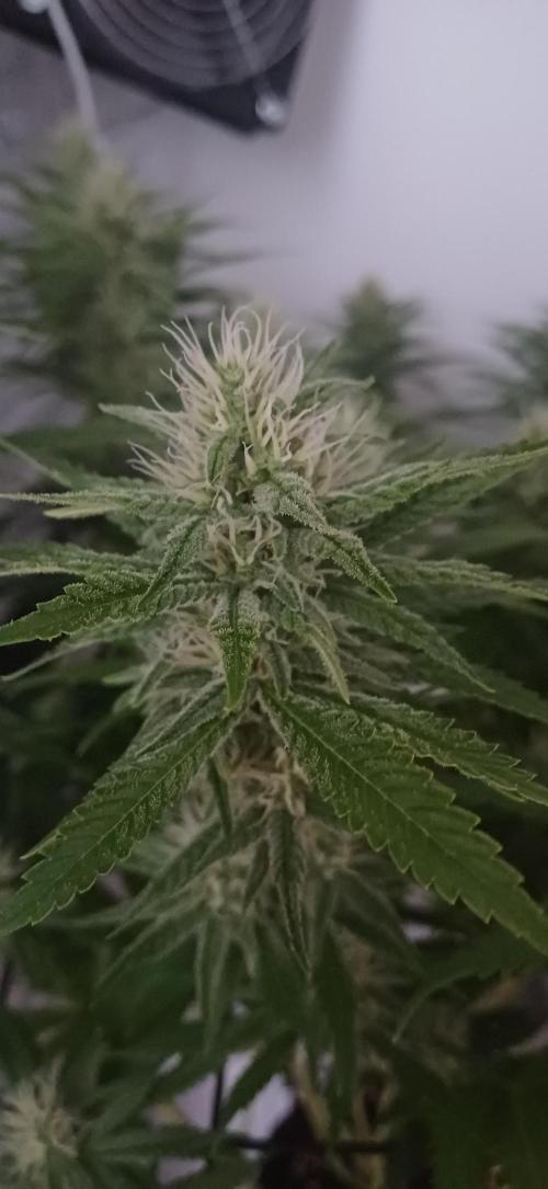 Pineapple Express. Week 11