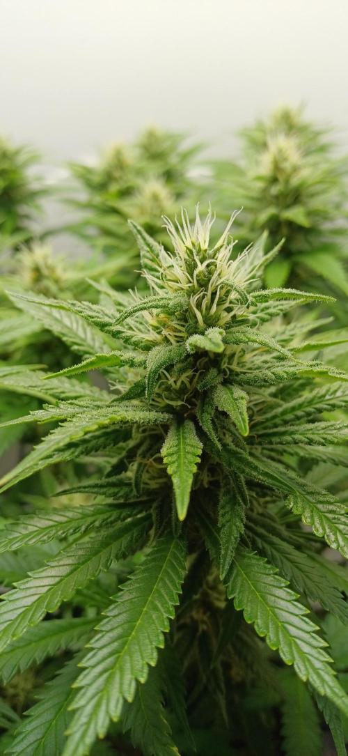 Pineapple Express. Week 11