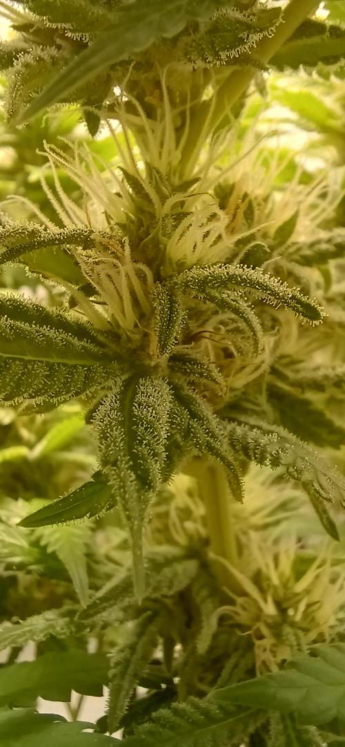 Pineapple Express. Week 11