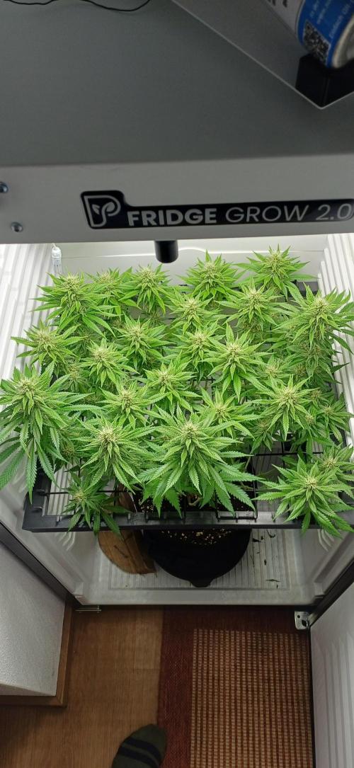 Pineapple Express. Week 11