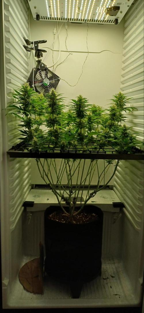 Pineapple Express. Week 11 - day 37 Flower