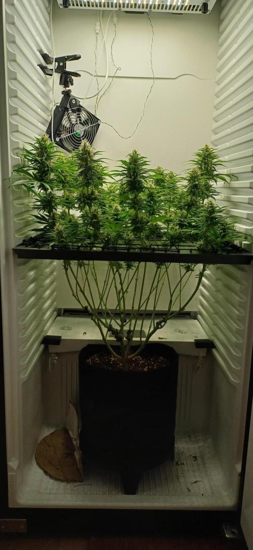 Pineapple Express. Week 11
