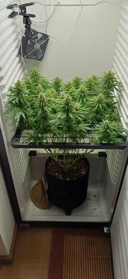 Pineapple Express. Week 11