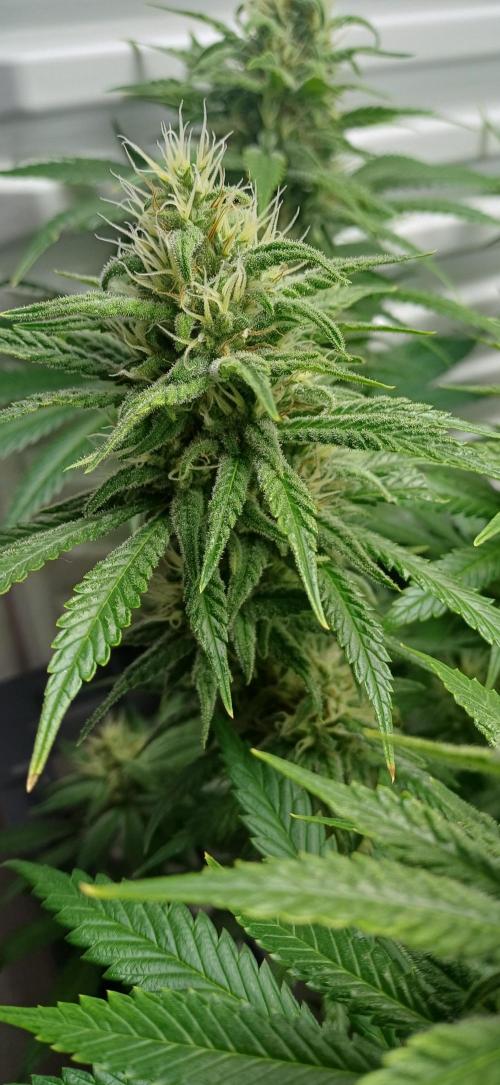 Pineapple Express. Week 11