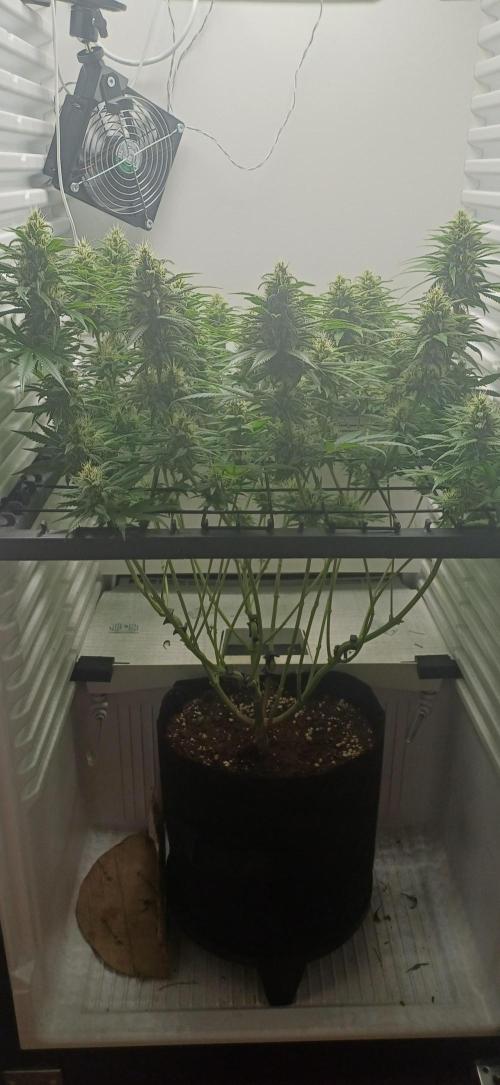 Pineapple Express. Week 12
