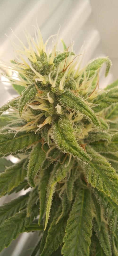 Pineapple Express. Week 12