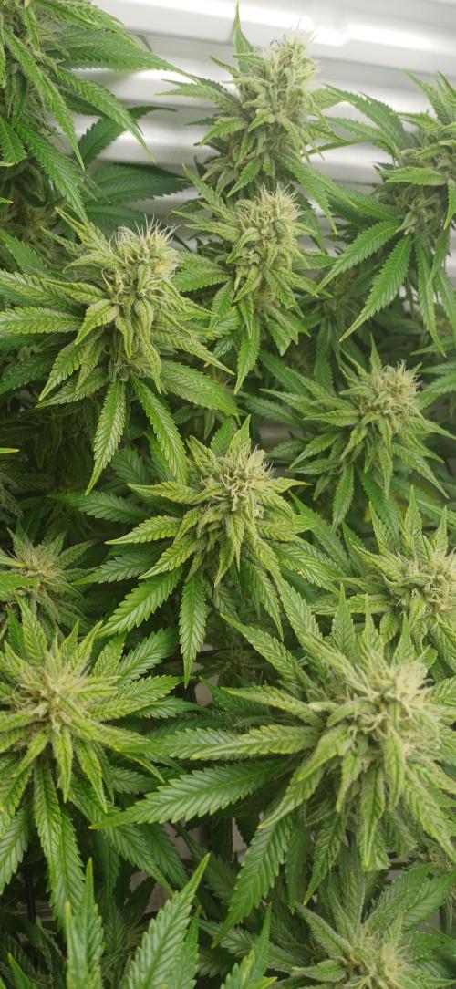 Pineapple Express. Week 12
