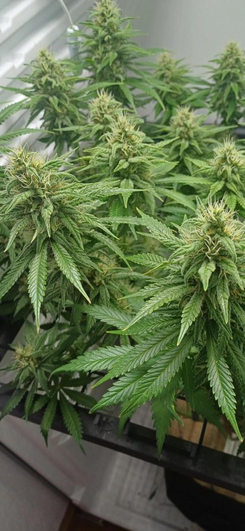 Pineapple Express. Week 12