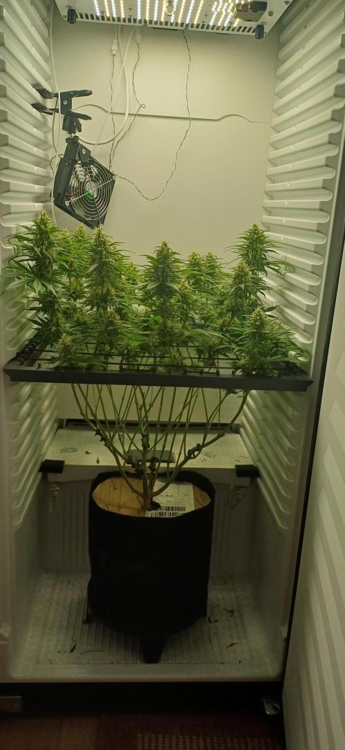 Pineapple Express. Week 12