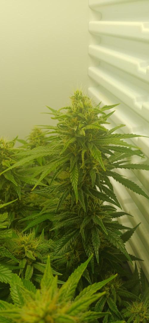 Pineapple Express. Week 12