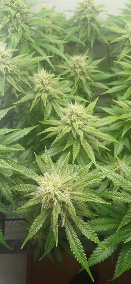 Pineapple Express. Week 12