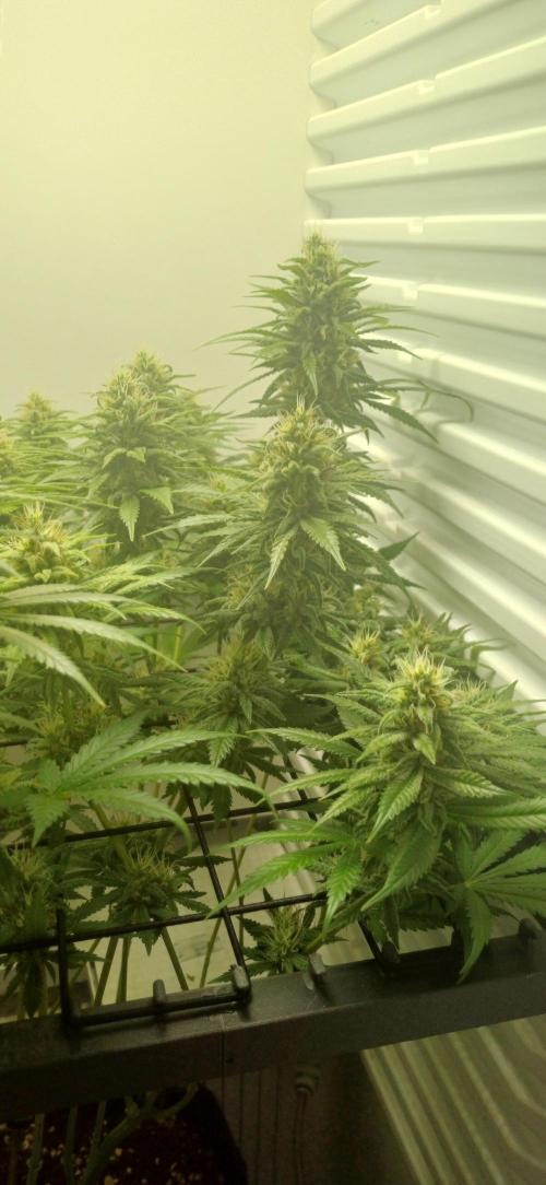 Pineapple Express. Week 12
