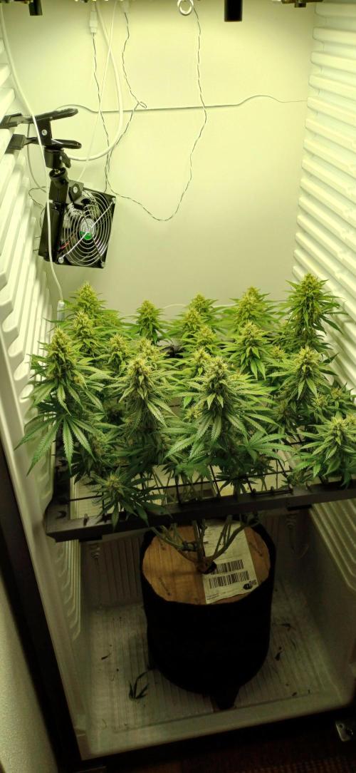 Pineapple Express. Week 12