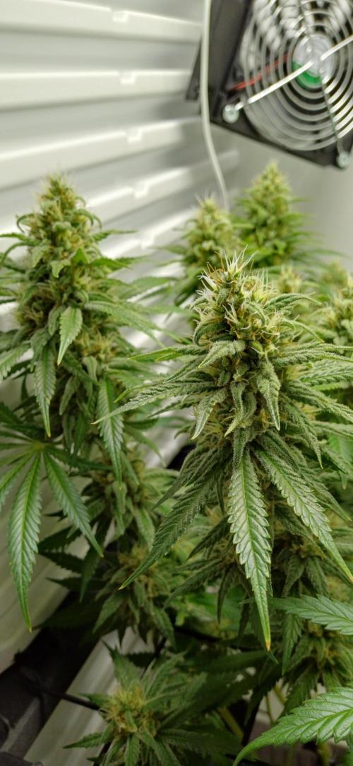 Pineapple Express. Week 12