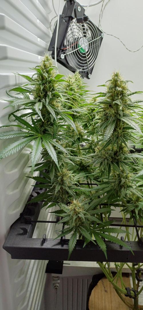Pineapple Express. Week 12
