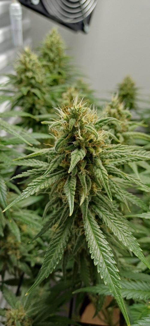 Pineapple Express. Week 13