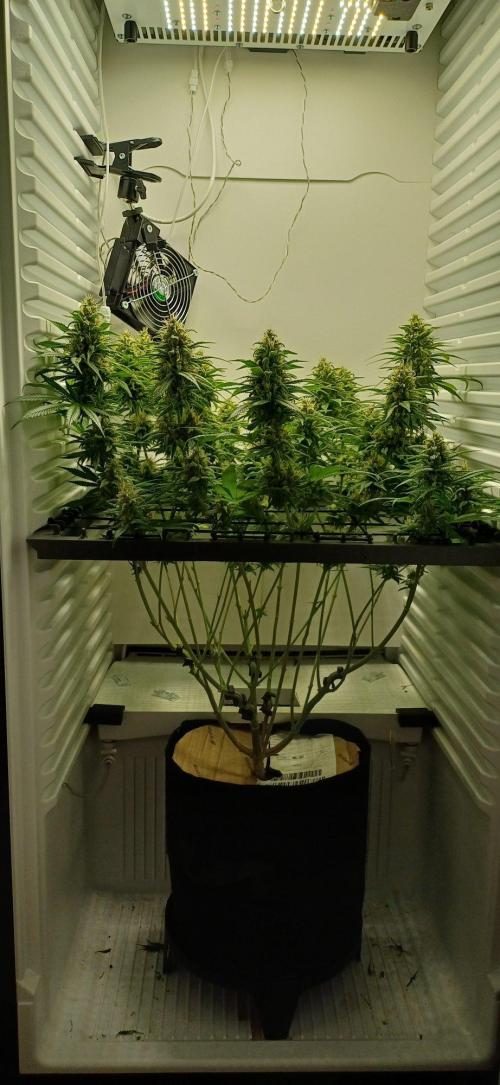 Pineapple Express. Week 13