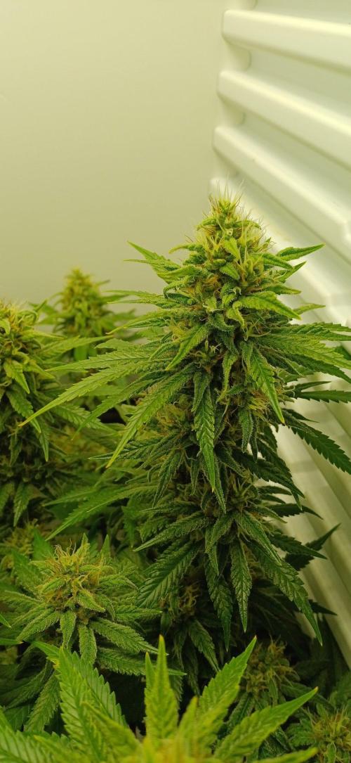 Pineapple Express. Week 13