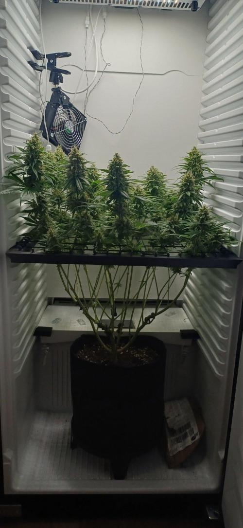 Pineapple Express. Week 13