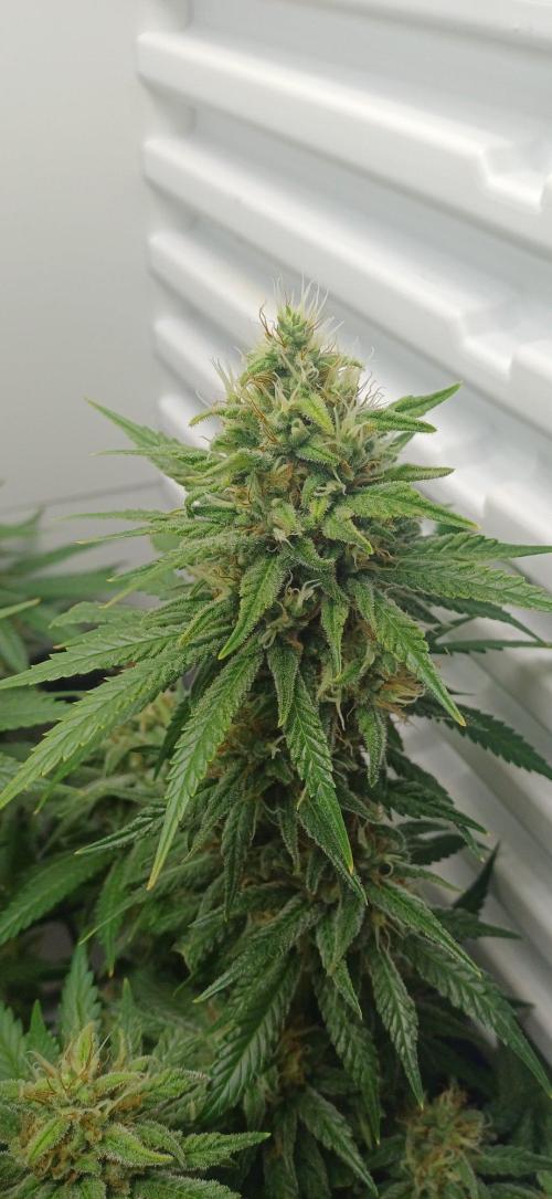 Pineapple Express. Week 13