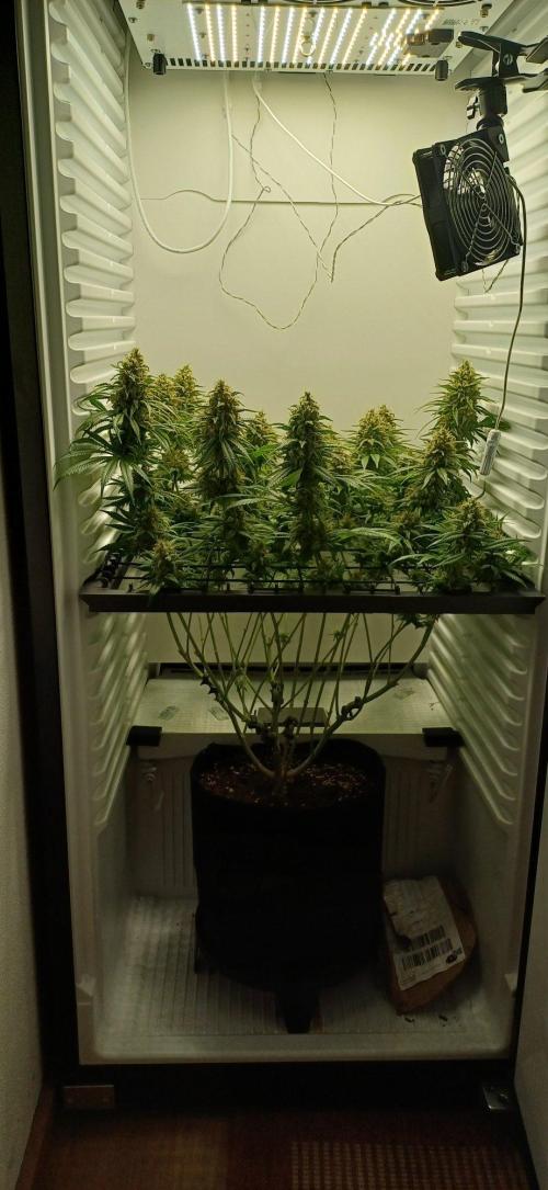 Pineapple Express. Week 14