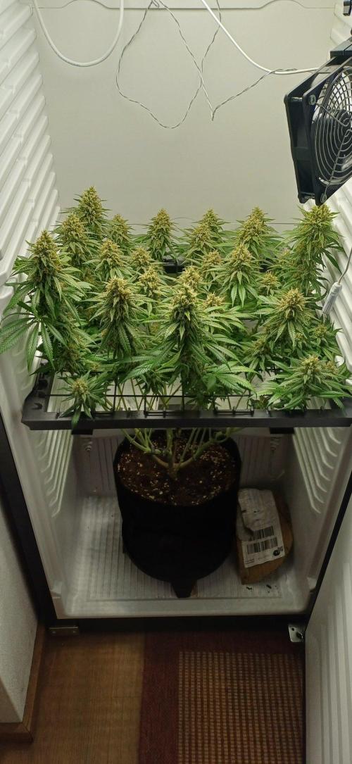 Pineapple Express. Week 14
